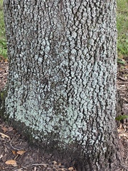 Lecanora thysanophora