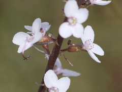 Stylidium diversifolium
