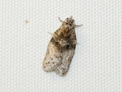 Isotenes miserana