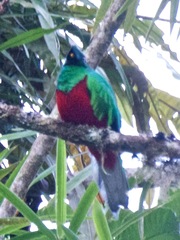 Pharomachrus antisianus