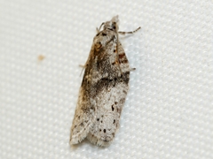 Isotenes miserana