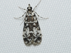 Scoparia exhibitalis