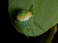 Araneus circulissparsus