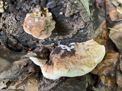 Ischnoderma resinosum