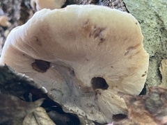 Ischnoderma resinosum