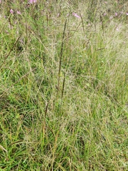 Eragrostis tenuifolia