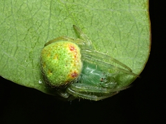 Araneus circulissparsus