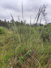 Eragrostis tenuifolia