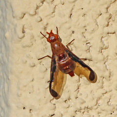 Diacrita costalis