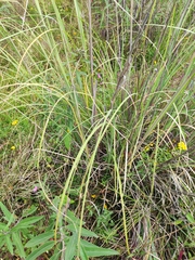 Eragrostis tenuifolia