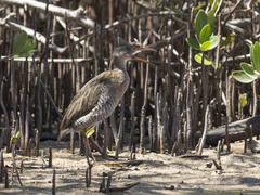 Rallus longirostris