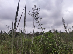 Eragrostis tenuifolia