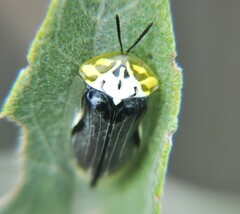 Physonota puncticollis