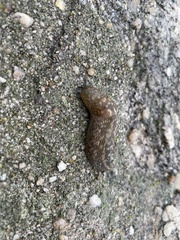 Limacus