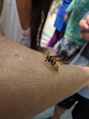 Paranthrene robiniae