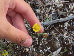 Pulicaria paludosa