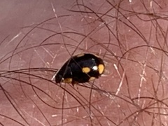 Hyperaspis quadrioculata