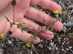 Pulicaria paludosa