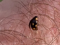 Hyperaspis quadrioculata