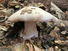 Clitocybe robusta