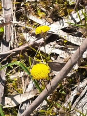 Leptorhynchos squamatus