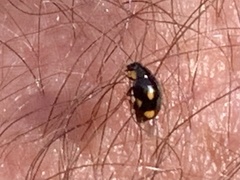 Hyperaspis quadrioculata