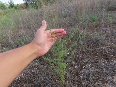 Dittrichia graveolens