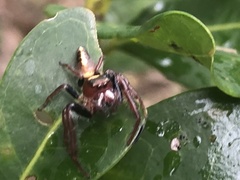 Opisthoncus quadratarius