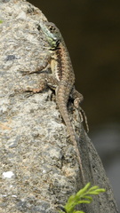 Tropidurus torquatus
