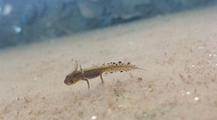 Triturus marmoratus