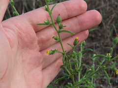Dittrichia graveolens