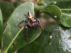 Opisthoncus quadratarius