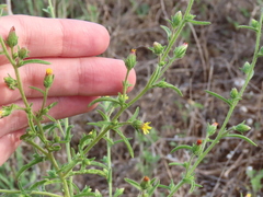 Dittrichia graveolens