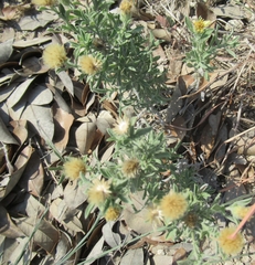 Heterotheca canescens