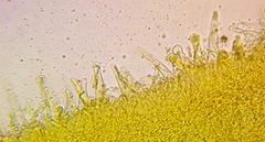 Strobilurus albipilatus