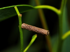 Hemibela