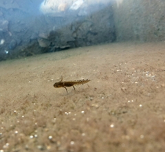 Triturus marmoratus