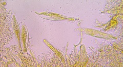 Strobilurus albipilatus