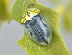Physonota puncticollis