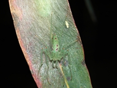 Araneus talipedatus