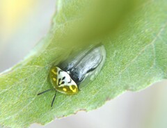 Physonota puncticollis