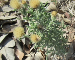 Heterotheca canescens