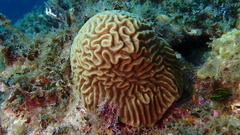 Pseudodiploria strigosa