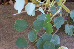 Thalictrum dasycarpum