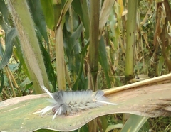 Arctiinae