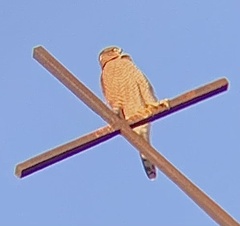 Accipiter cooperii