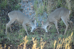 Odocoileus virginianus couesi