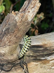 Papilio polyxenes asterius