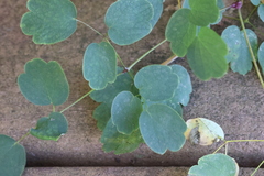 Thalictrum dasycarpum