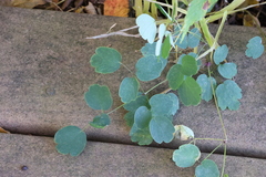 Thalictrum dasycarpum